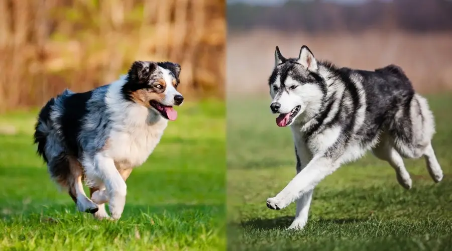 Dos perros de pelo largo haciendo ejercicio