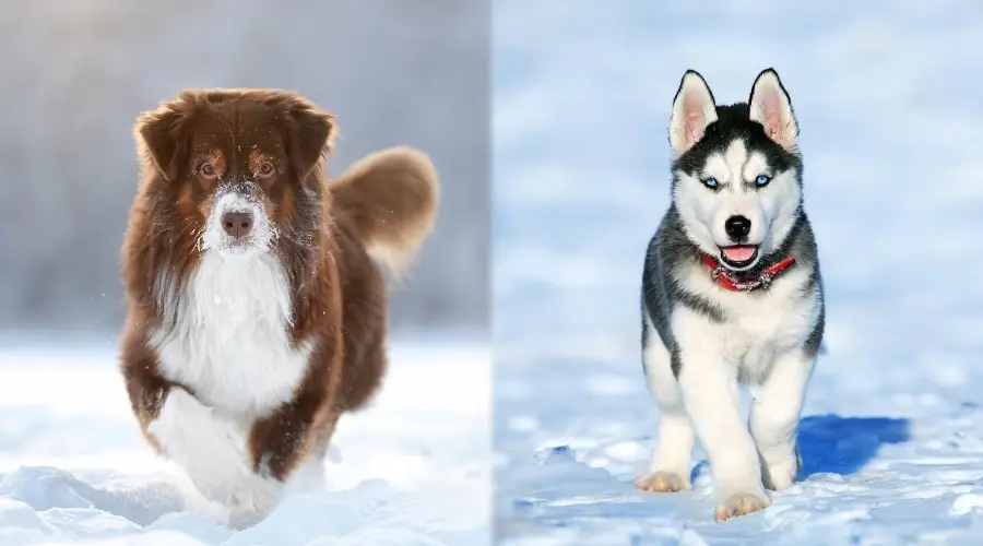 El australiano se compara con el husky siberiano en la nieve