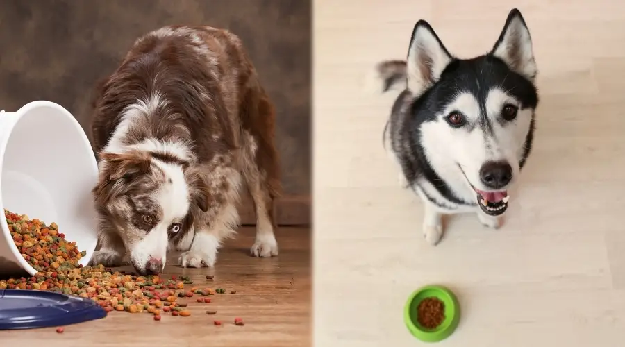 Husky y australiano comiendo comida