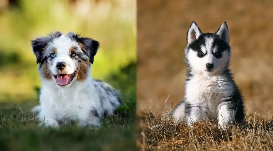 Cachorros sentados en campos de hierba