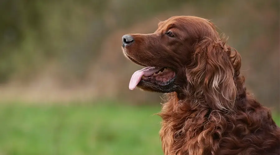 Setter rojo de cerca
