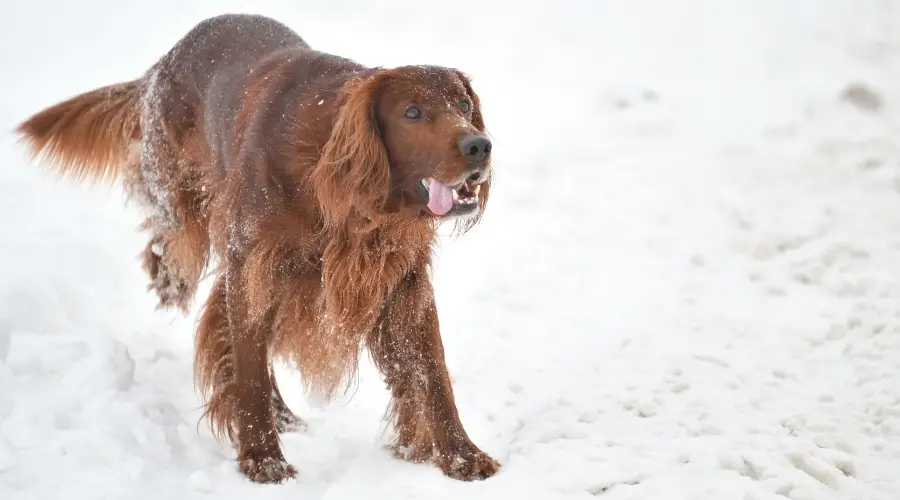Perro recubierto de rojo haciendo ejercicio en la nieve