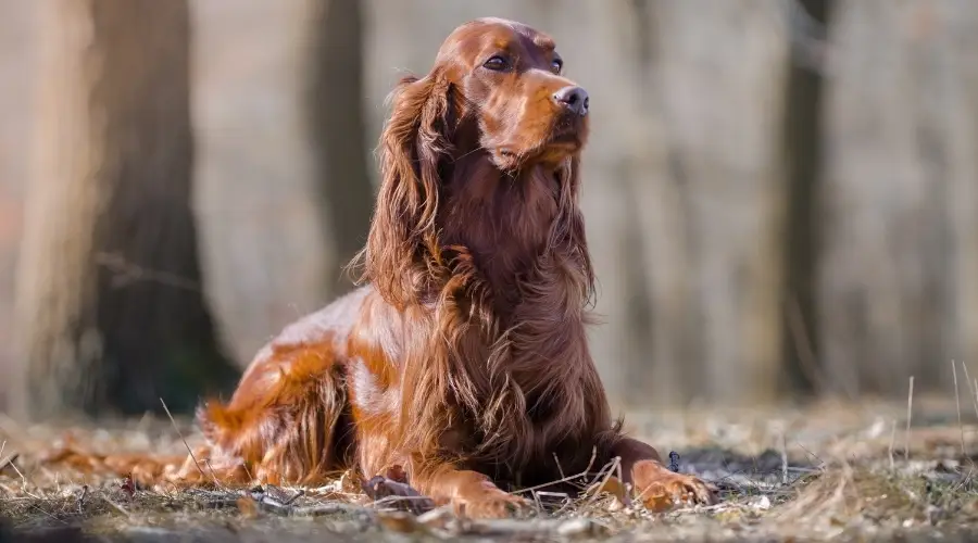 Setter rojo acostado