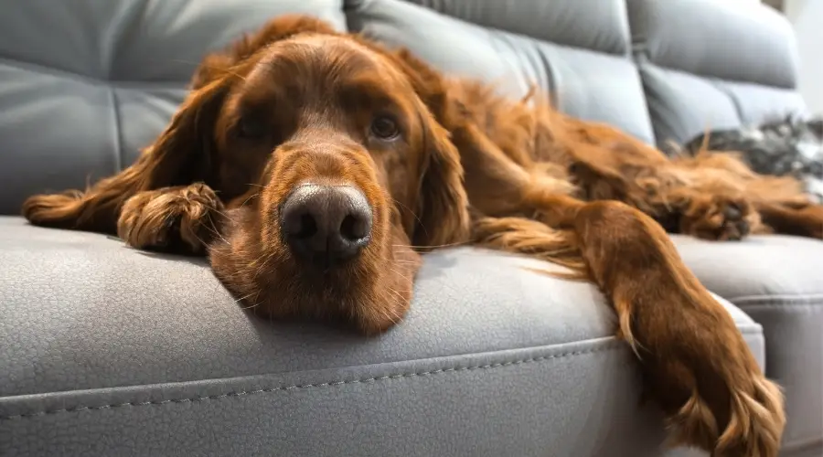 Perro recubierto de rojo durmiendo en el sofá