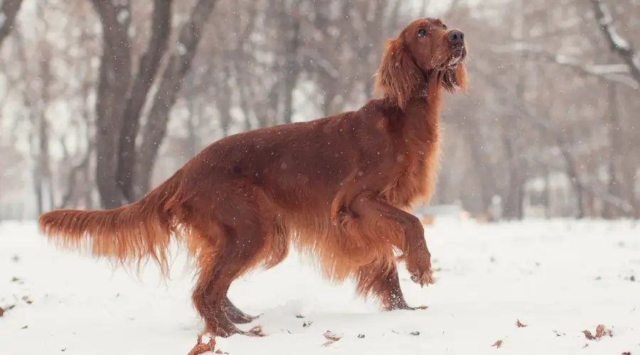 Setter al aire libre en la nieve