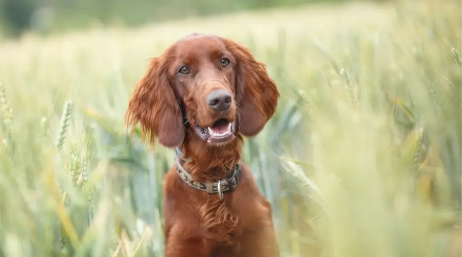 Setter irlandés saludable en el campo