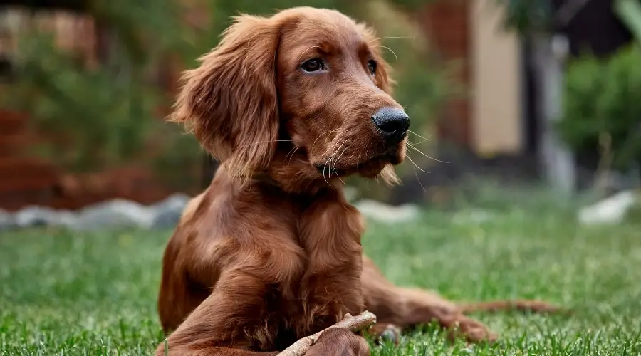 Perro joven recubierto de rojo afuera