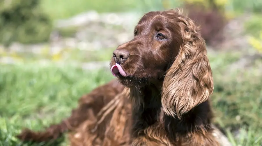 Perro Setter hambriento al aire libre