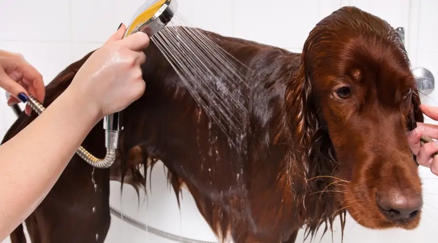 Perro rojo de pelo largo preparándose