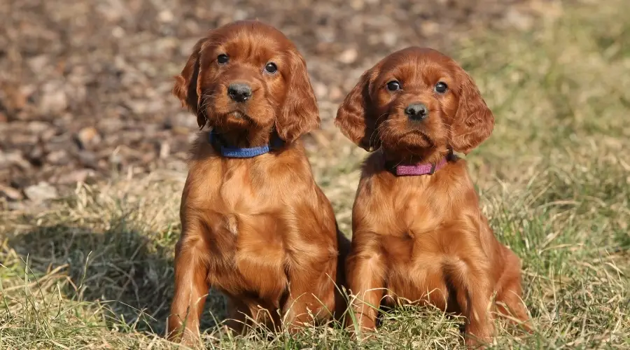 Dos cachorros recubiertos de rojo en el campo