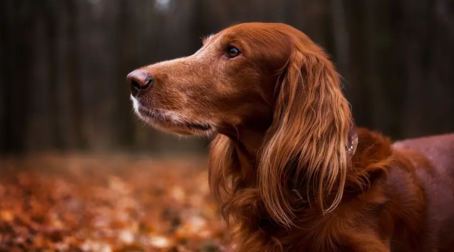 Perro setter irlandés mayor