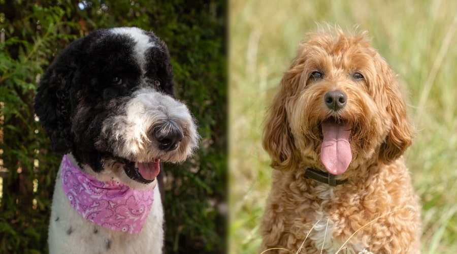 Dos perros con la lengua fuera