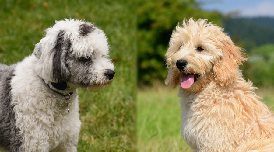 Dos perros mullidos sentados en la pradera