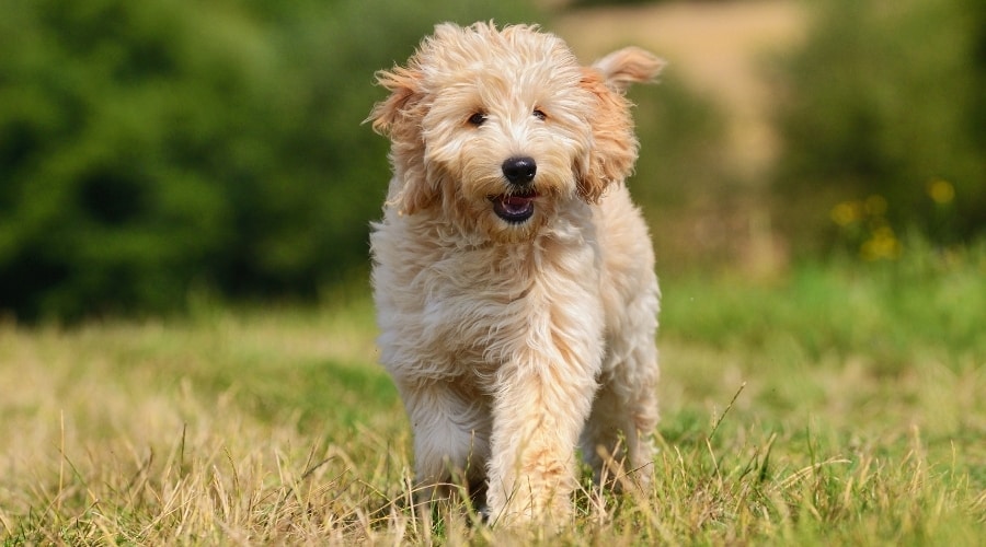 Cachorro Goldendoodle al aire libre en el campo