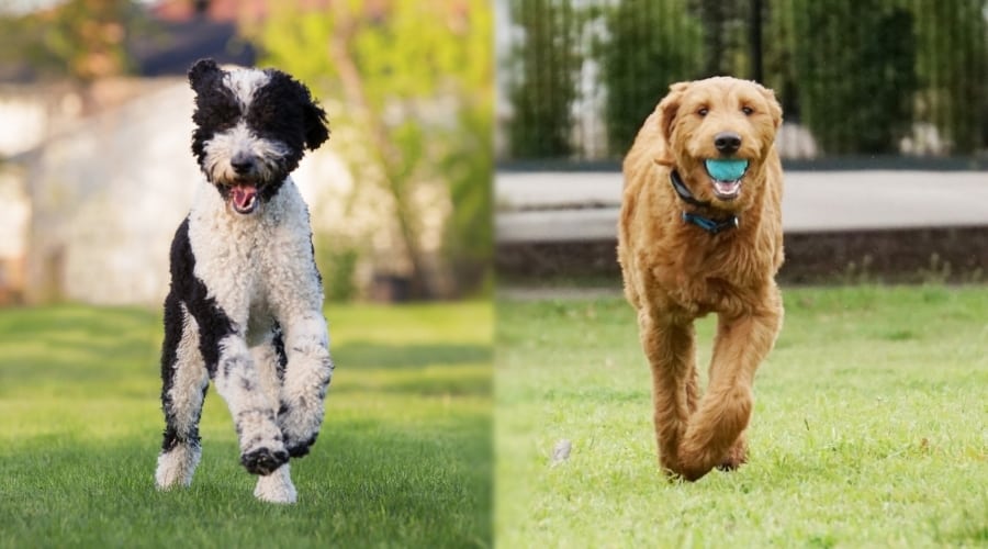 Dos perros juguetones en los parques