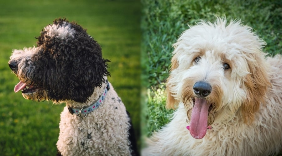 Perros mullidos sanos al aire libre