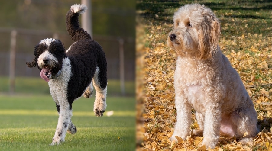 Perros hambrientos al aire libre en el campo