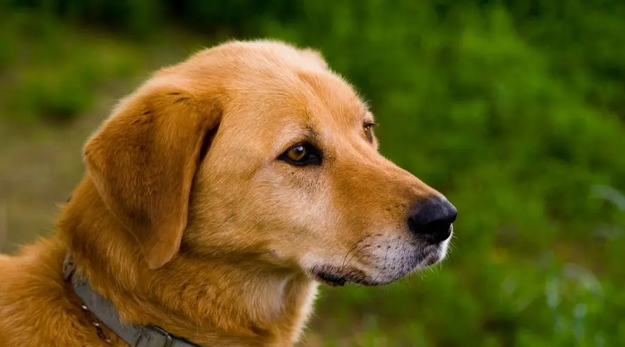 Mezcla de Golden Retriever Lab en Dog Park