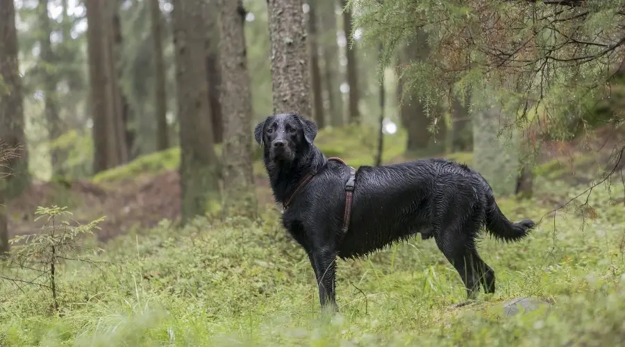 Goldador negro en el bosque