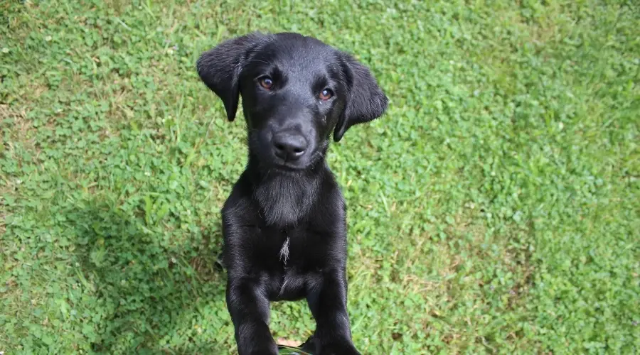 Cachorro Goldador Negro