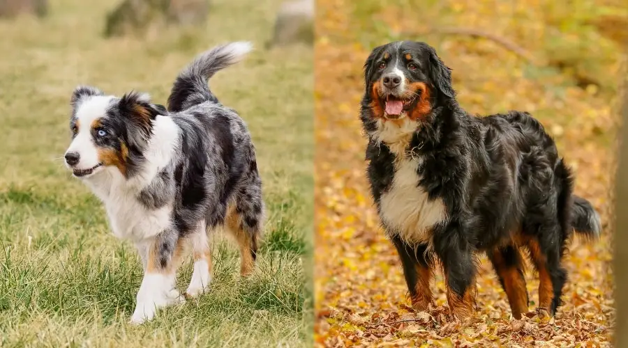 Perros con hermosos abrigos parados afuera