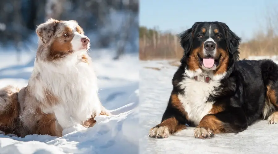 Preciosos perros esponjosos tumbados en la nieve en un día soleado