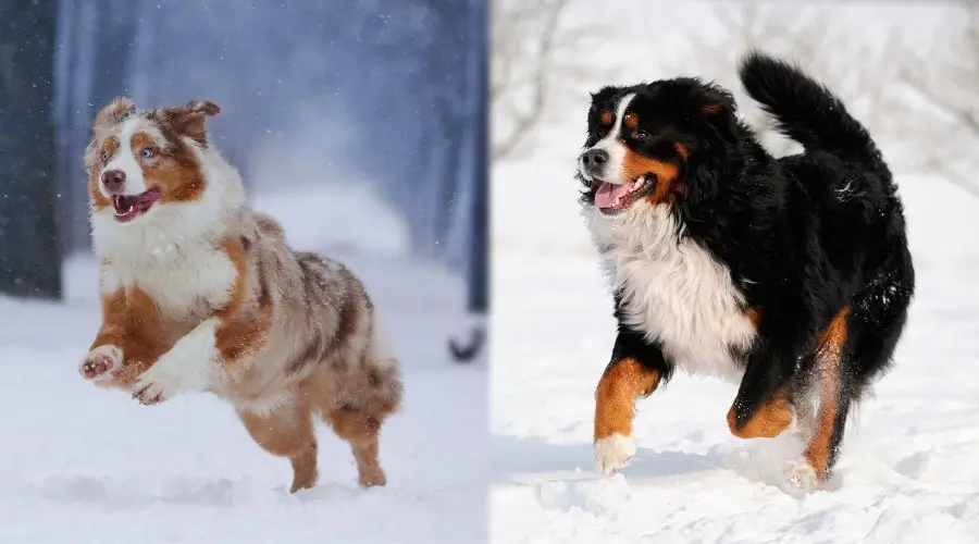 Preciosos perros mullidos corriendo en la nieve