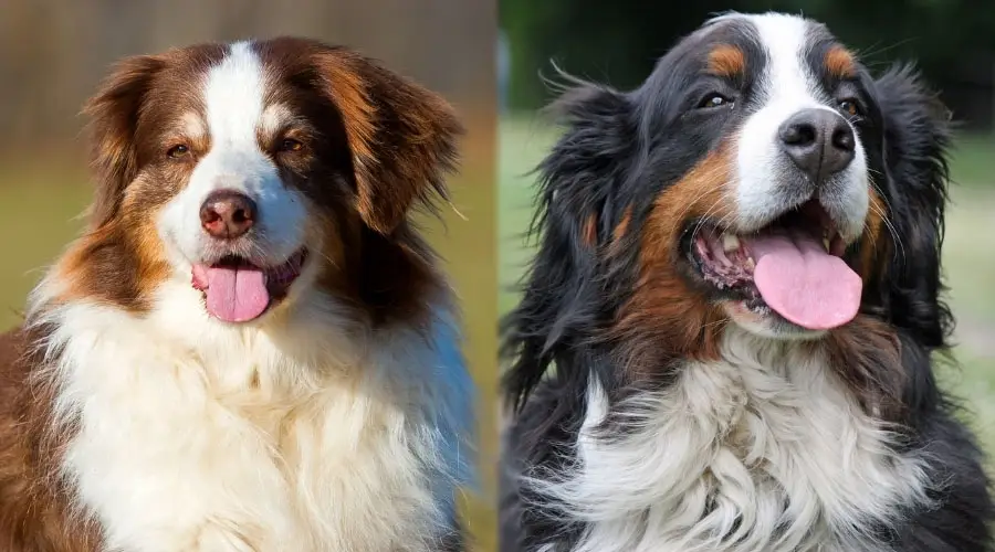 Perros mayores que parecen felices