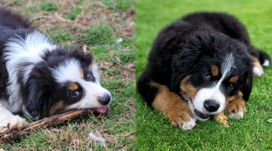 Cachorros mordiendo palos