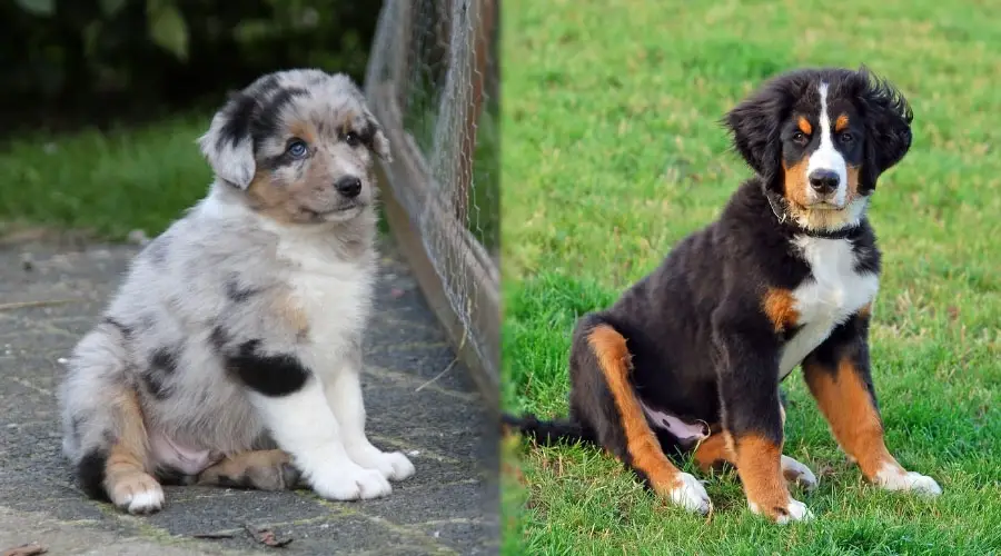 Lindos cachorros de perros sentados