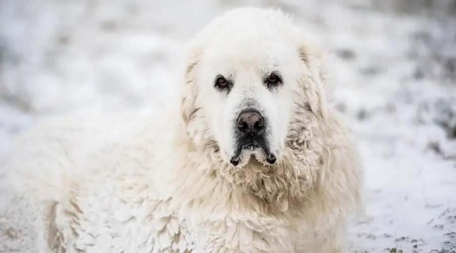 Perro tendido en la nieve