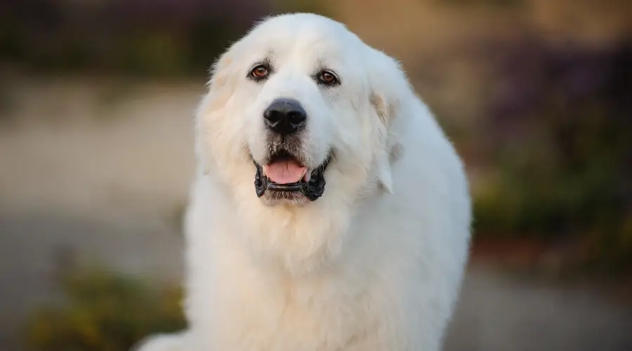 Perro blanco grande al aire libre