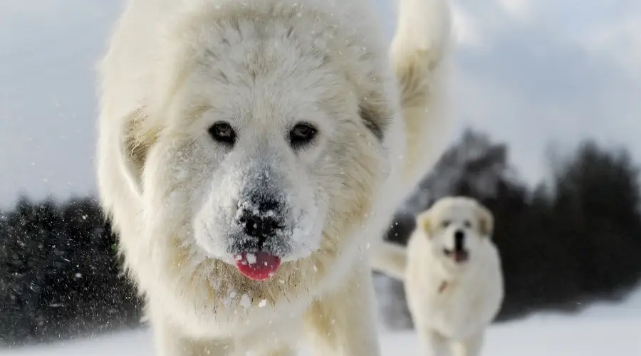 Perro de los Pirineos al aire libre en la nieve