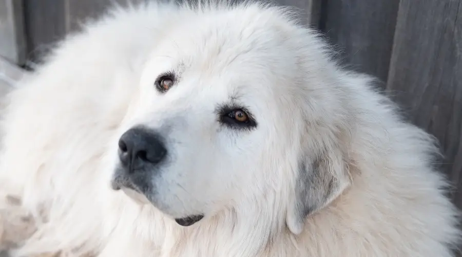 Perro blanco grande y saludable al aire libre