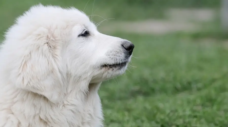 Gran perro blanco en entrenamiento