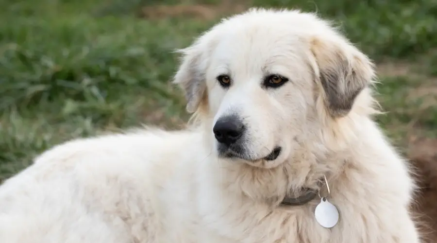 Perro de rescate de los Pirineos afuera