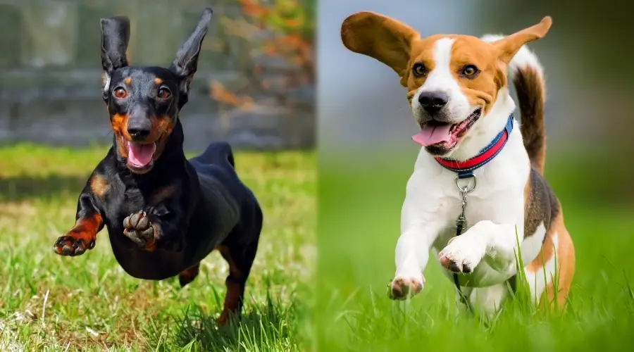 Dos perros pequeños corriendo en la hierba