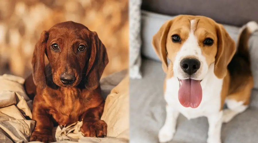 Perro marrón junto a perro blanco y negro tostado