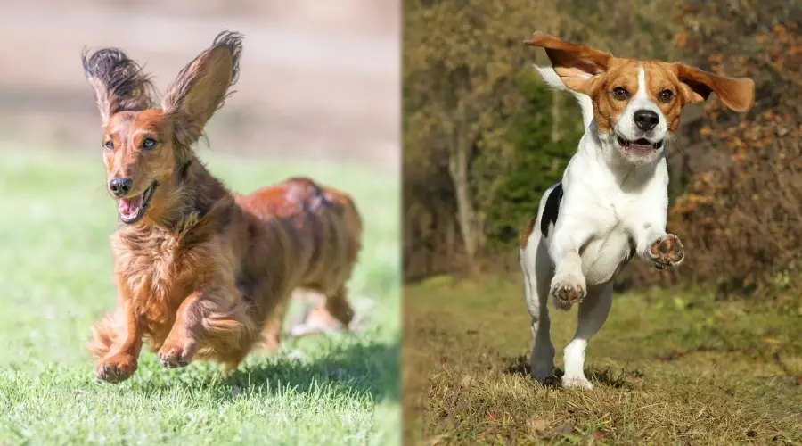 Dos perros pequeños e inteligentes haciendo ejercicio