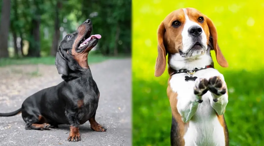 Entrenamiento de dos perros inteligentes muy pequeños