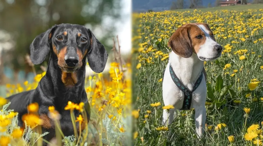 Perro negro y perro blanco al aire libre