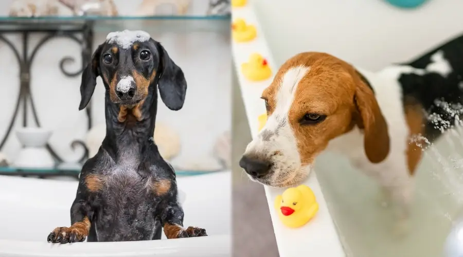 Dos perros pequeños bañándose