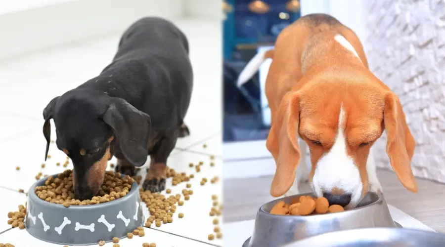 Dos perros muy pequeños comiendo comida para perros