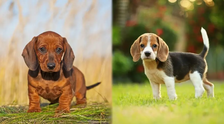 Dos perros cachorros de raza pequeña al aire libre