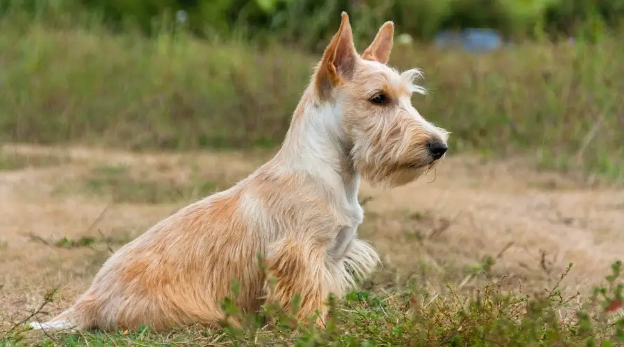 Scottie con abrigo de trigo