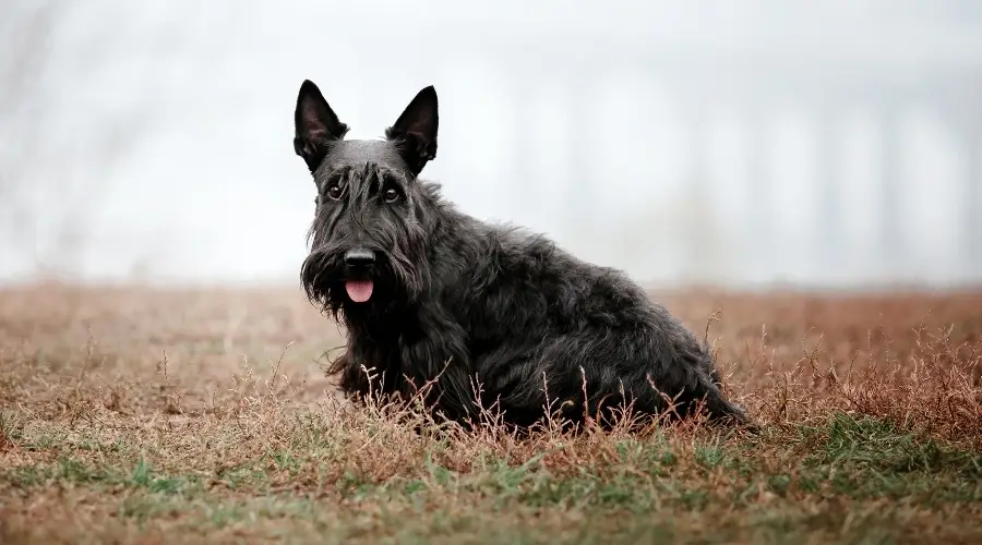 Pequeño terrier escocés negro