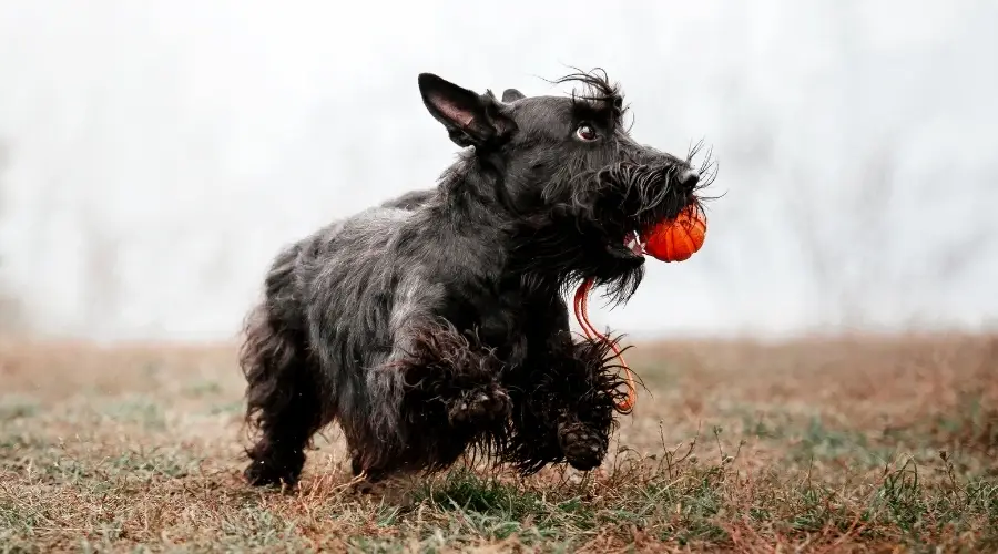 Cachorro Scottie negro jugando afuera