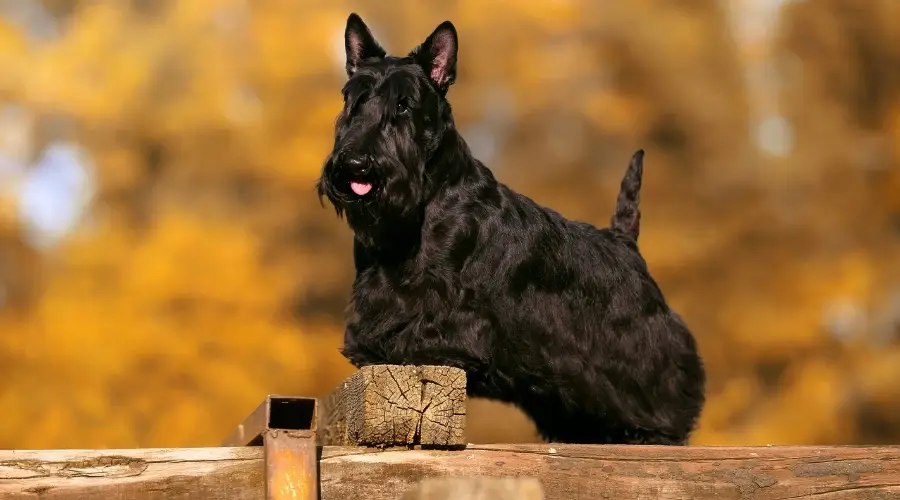 Perro negro pequeño y sano al aire libre