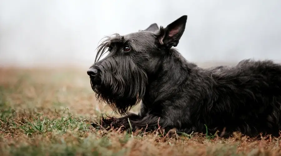 Perro negro bien cuidado al aire libre