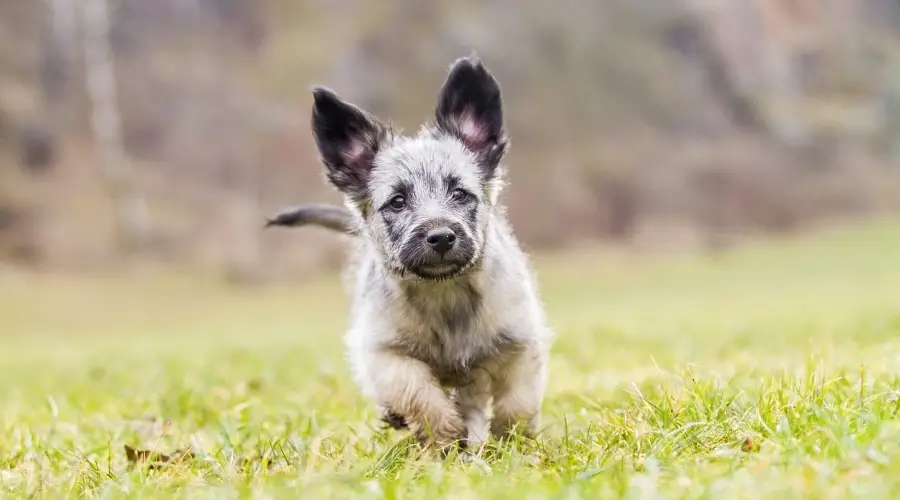 Scottie recubierto de trigo